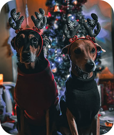 Two dogs in festive antlers
